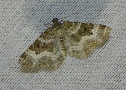 gewone bandspanner.jpg - Gewone bandspanner - Epirrhoe alternata